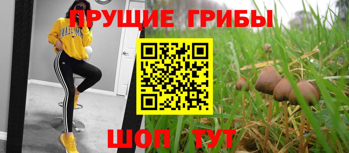 Псилоцибиновые грибы Psilocybine cubensis  Псилоцибиновые грибы прущие грибы  Вход с VPN  Малоярославец 